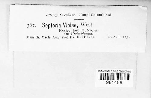 Septoria violae-palustris image